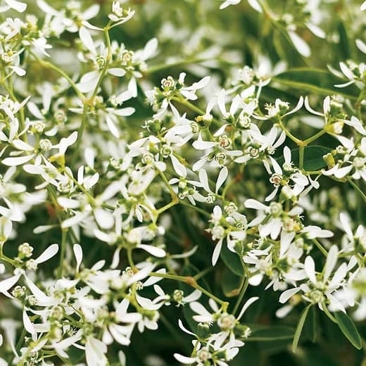 Euphorbia hypericifolia ' Морозный бриллиант'