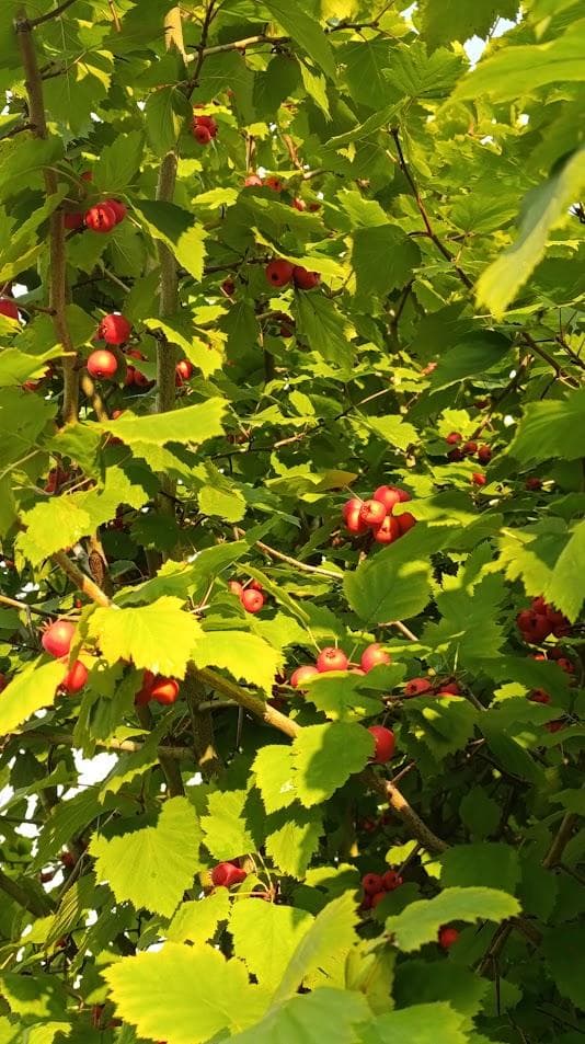 Боярышник мягкий (лат. Crataegus mollis)