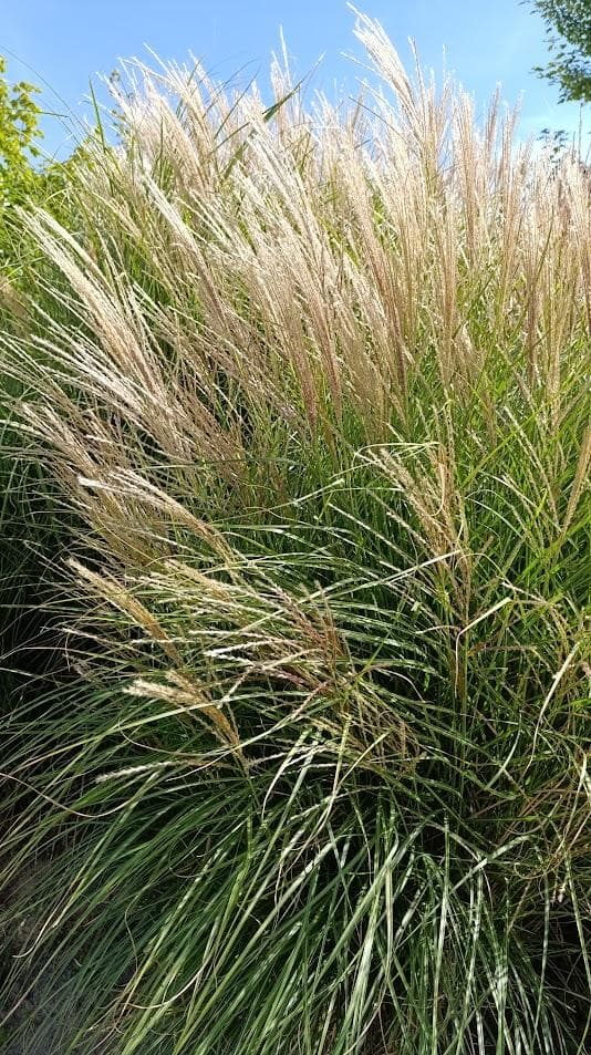 Мискантус (Miscanthus sinensis).