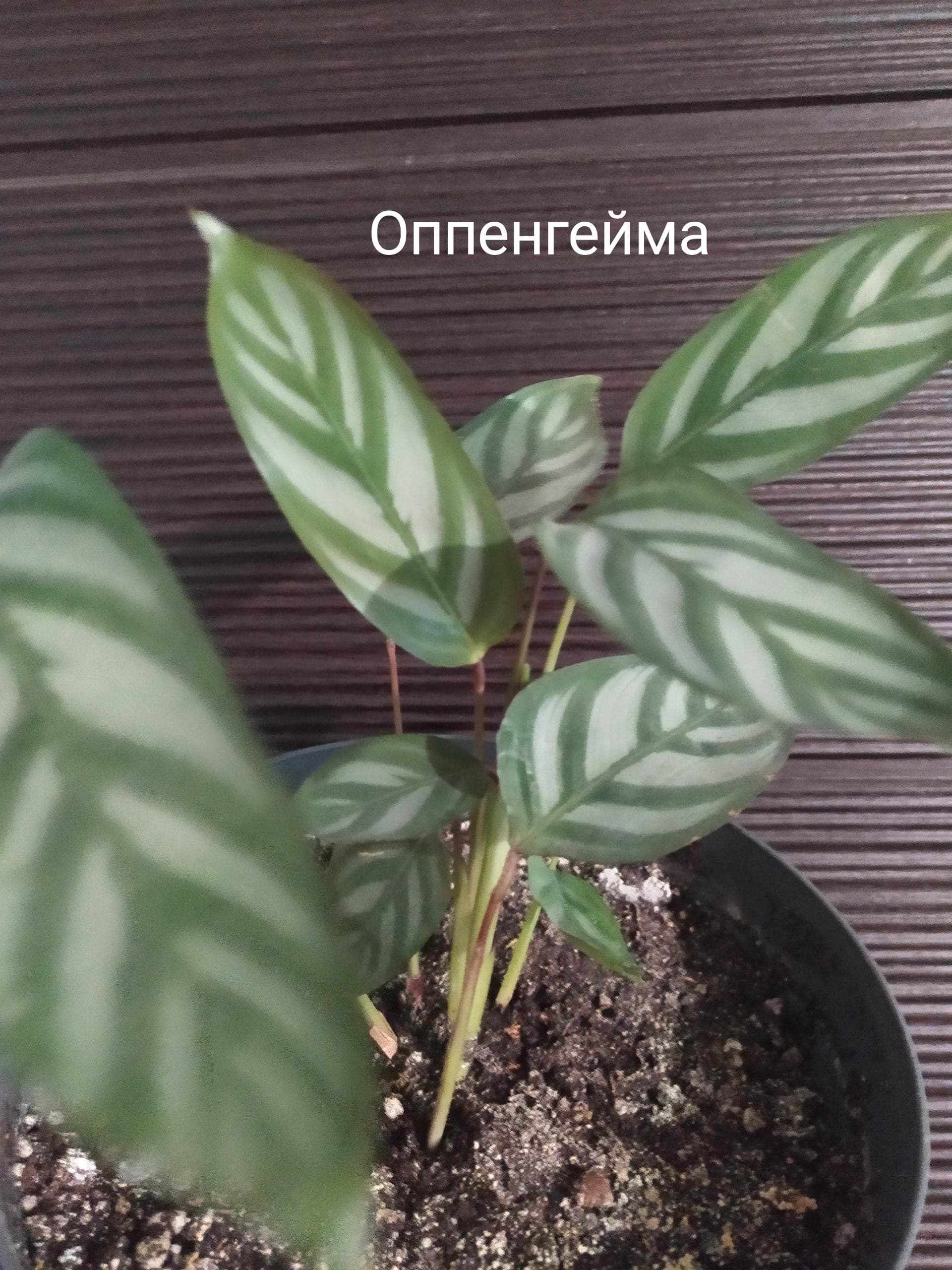 Ктенанта /калатея
