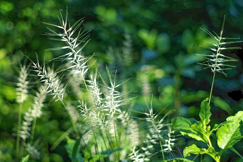Elymus hystrix (трава бутылочного кустарника)