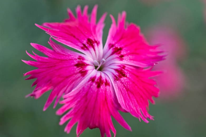 Розовый Чеддер(Dianthus gratianopolitanus)
