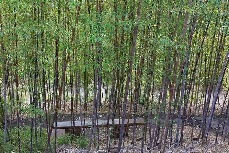 Phyllostachys nigra 'Boryana' (Тигровый бамбук)
