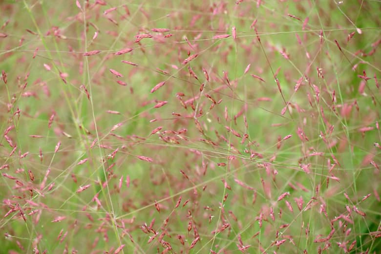 Eragrostis spectabilis (Пурпурная любовная трава)