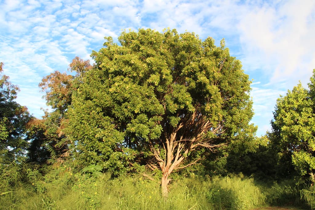 Swietenia mahagoni (Вест-индское красное дерево)