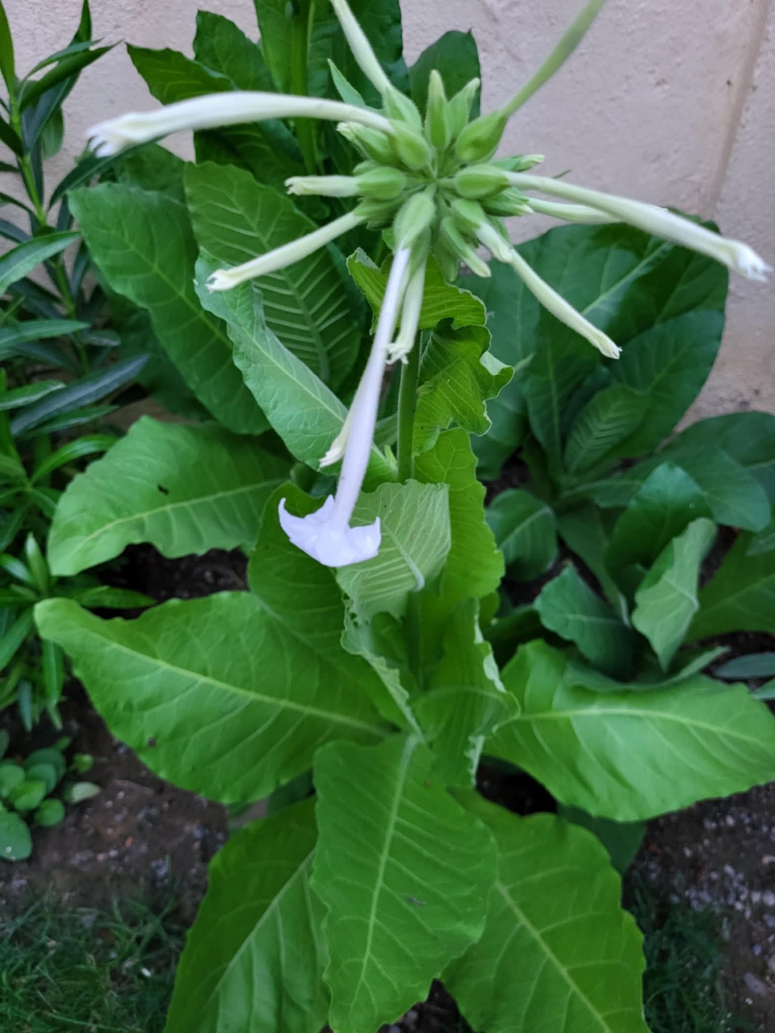 Табак душистый (Nicotiana affinis)