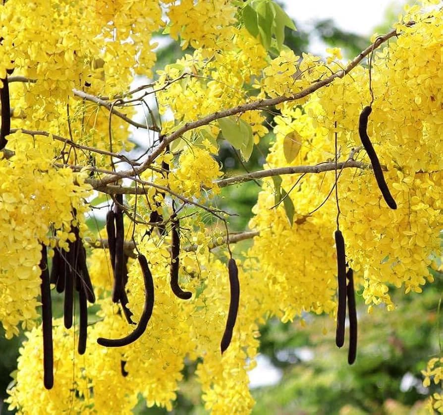 Кассия трубчатая (лат. Cassia fistula)