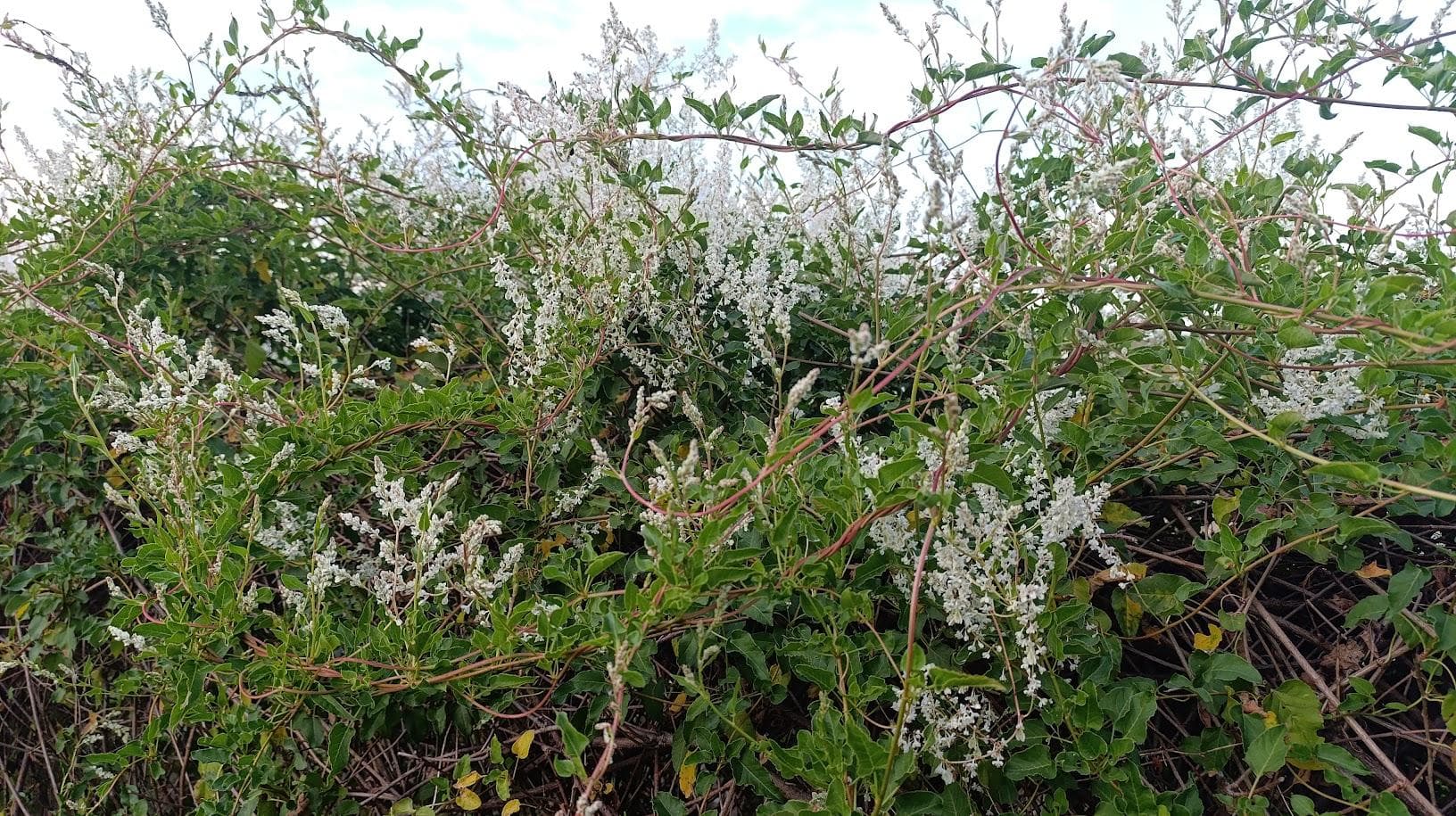 Горец бальджуанский (Polygonum baldschuanicum / Fallopia baldschuanica)