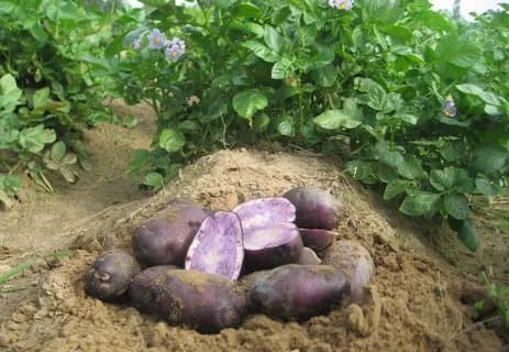 Картофель фиолетовый (пурпурный)