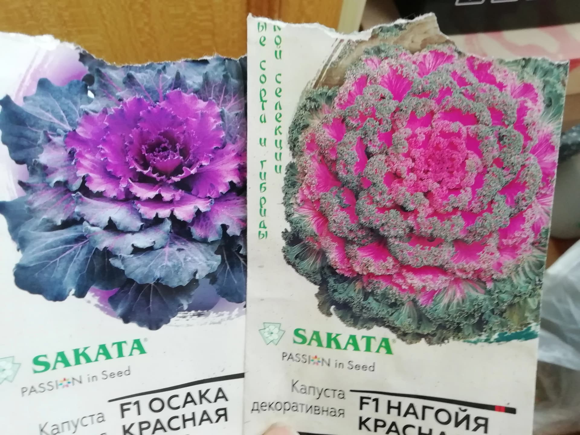 Готовлю рассаду декоративной капусты.