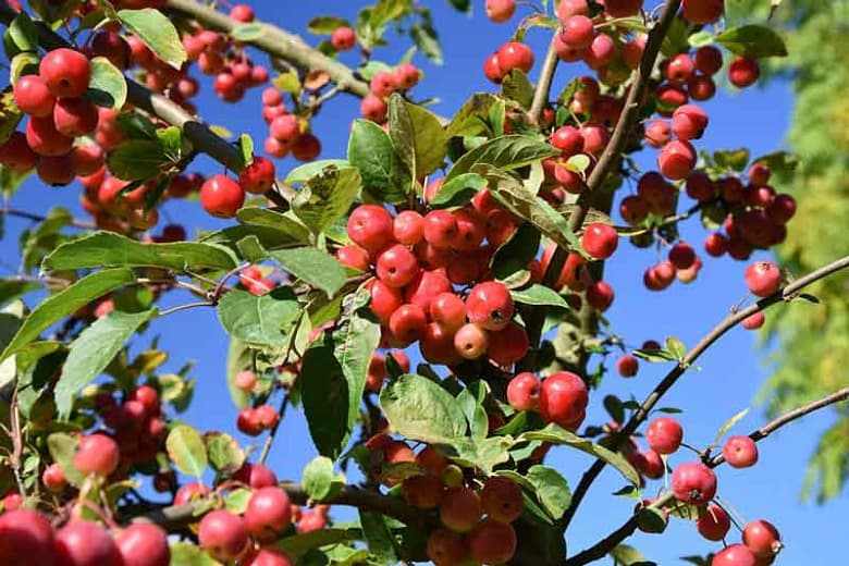 Malus x robusta 'Red Sentinel' (Крабовое яблоко)