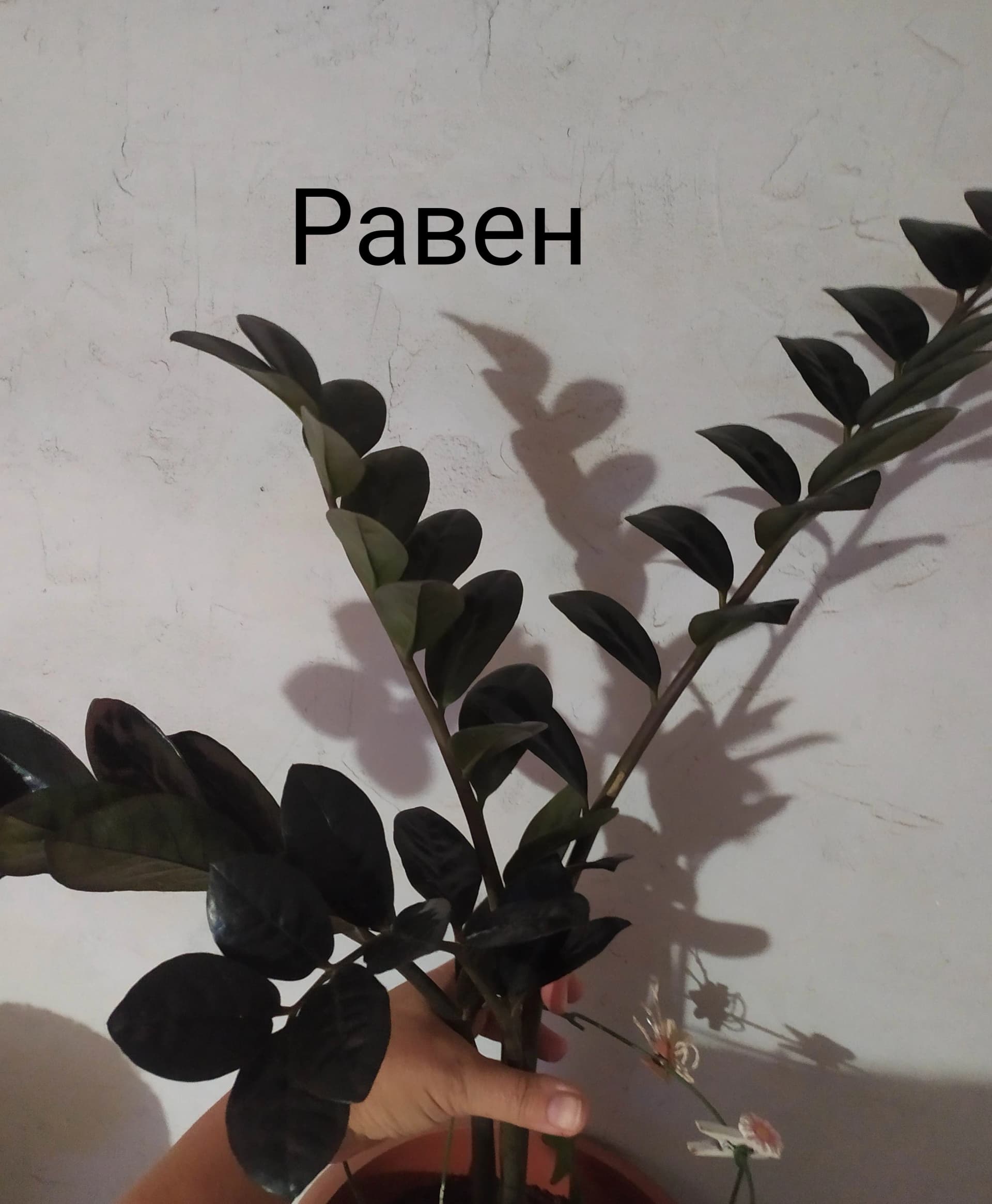 Замиокулькас самый популярный суккулент.