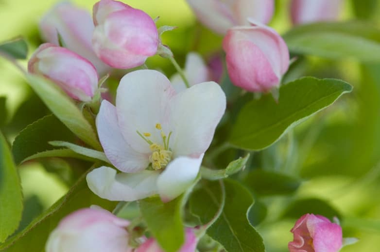 Крабовое яблоко Malus 'Sugar Tyme'