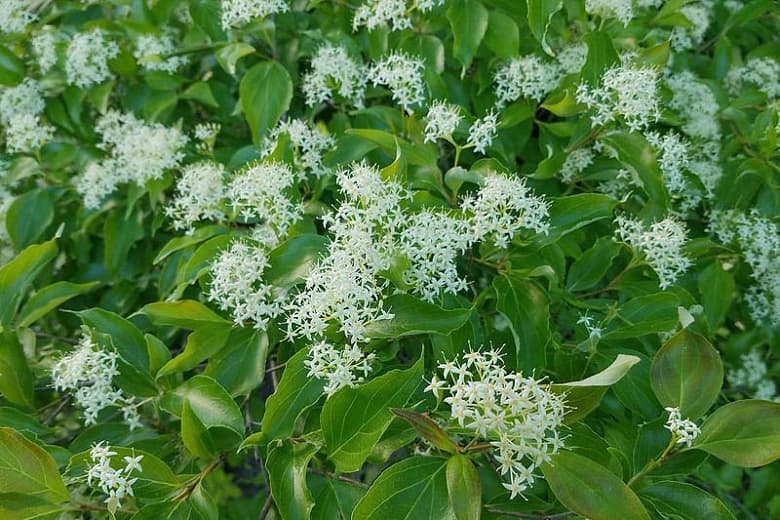 Cornus racemosa (Серый кизил)