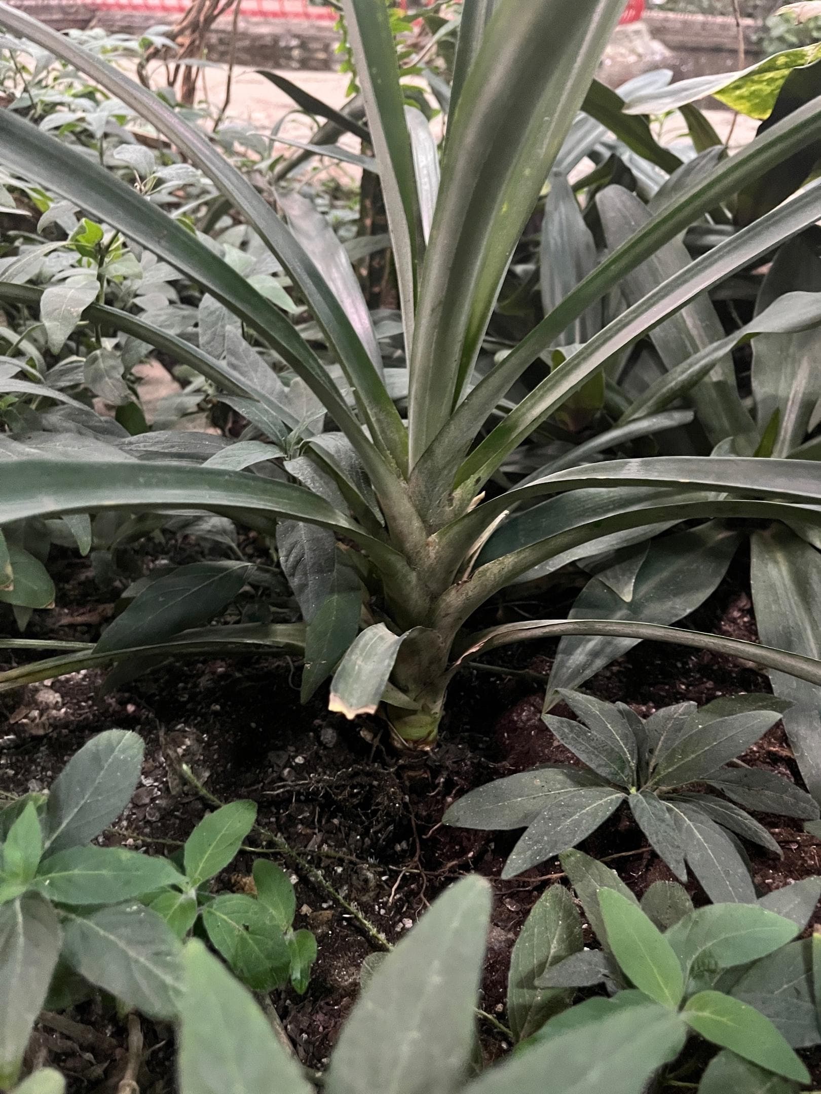 Ананас обыкновенный (Ananas comosus)
