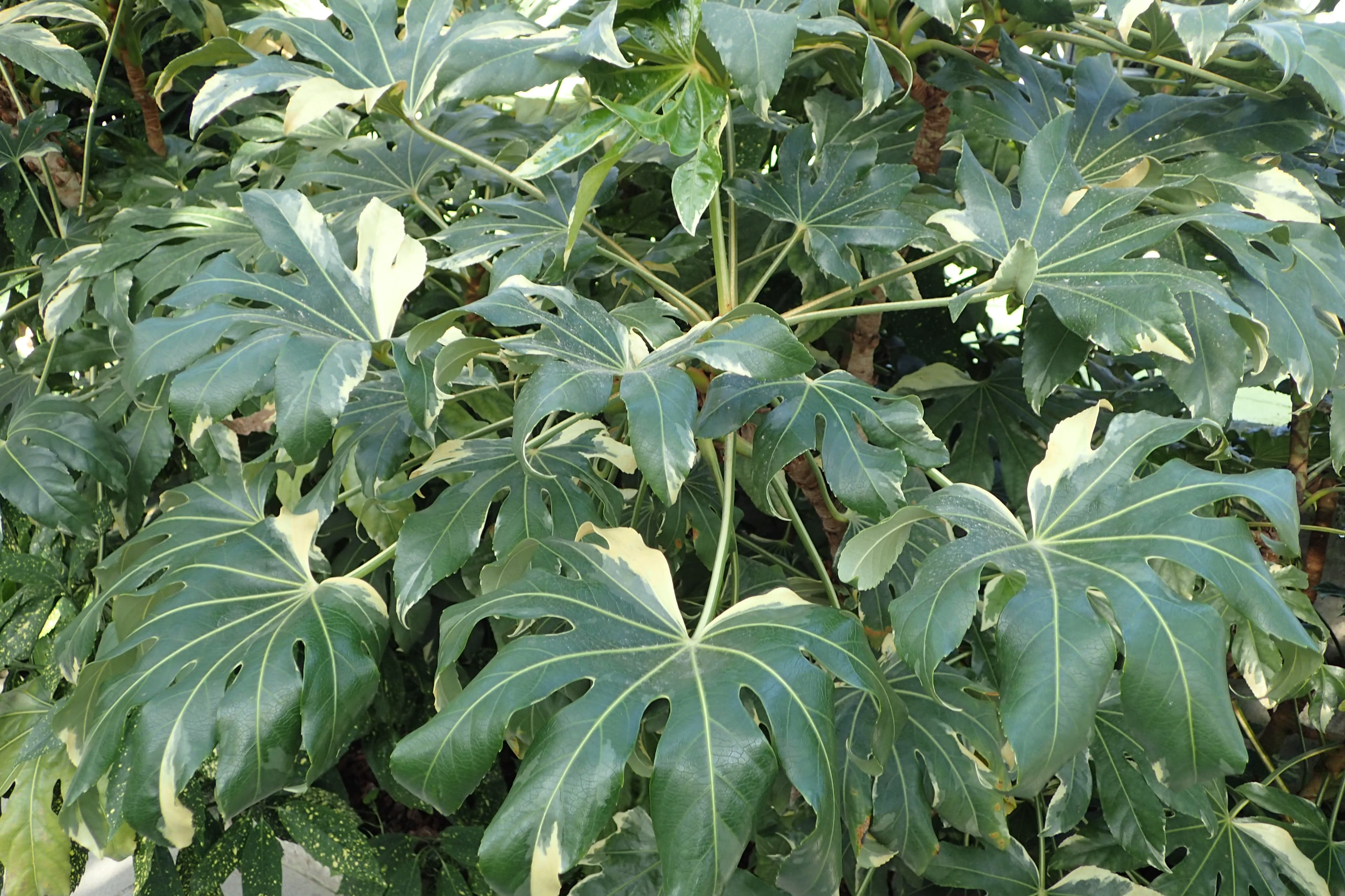 Фатсия японская "Variegata"