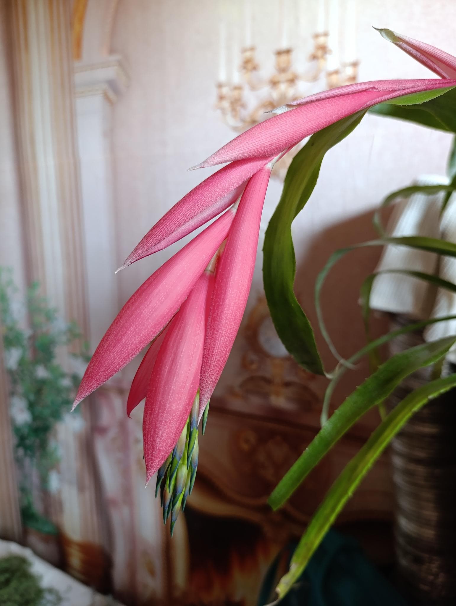 Бильбергия поникающая (Billbergia nutans)