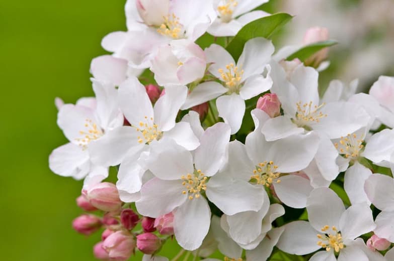 Крабовое яблоко Malus "Белый ангел"