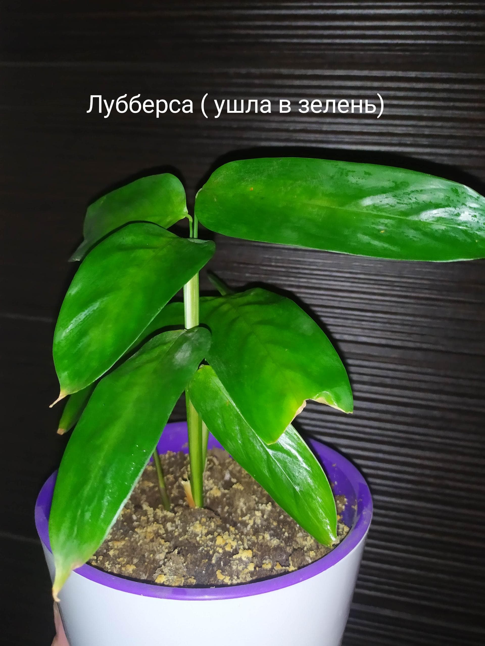 Ктенанта /калатея