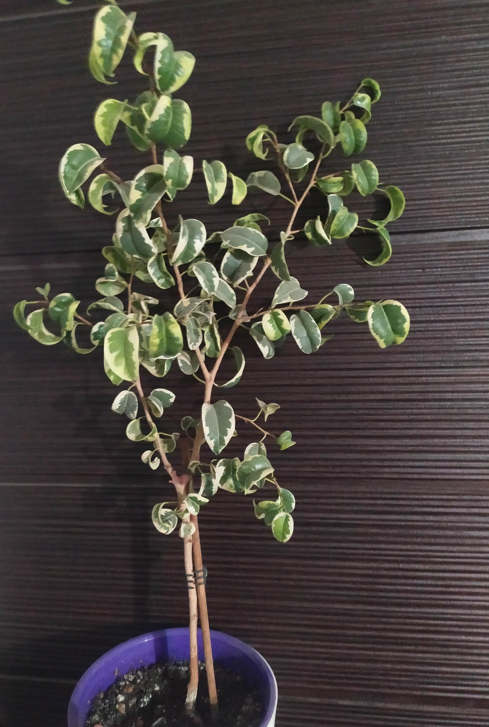 Фикус Бенджамина