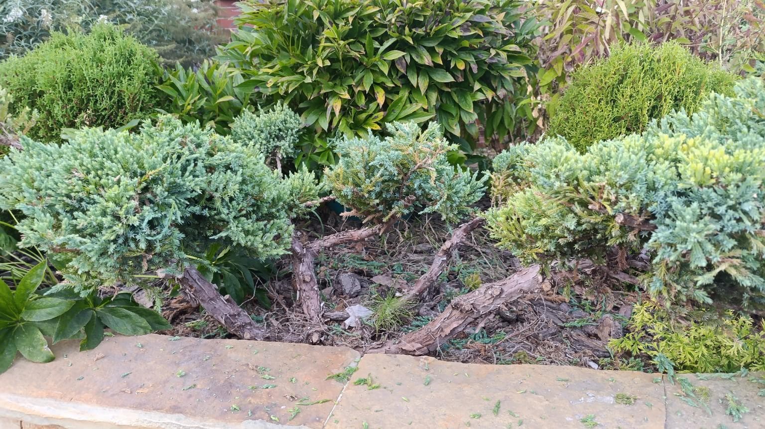 Можжевельник чешуйчатый (Juniperus squamata)