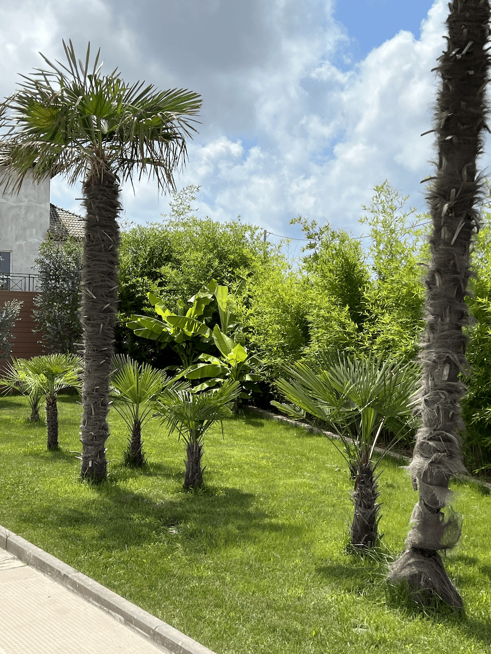 Трахикарпус Форчуна