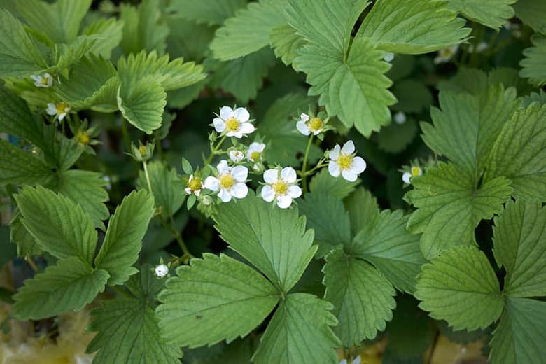 Fragaria 'Allstar' (Июньская клубника)