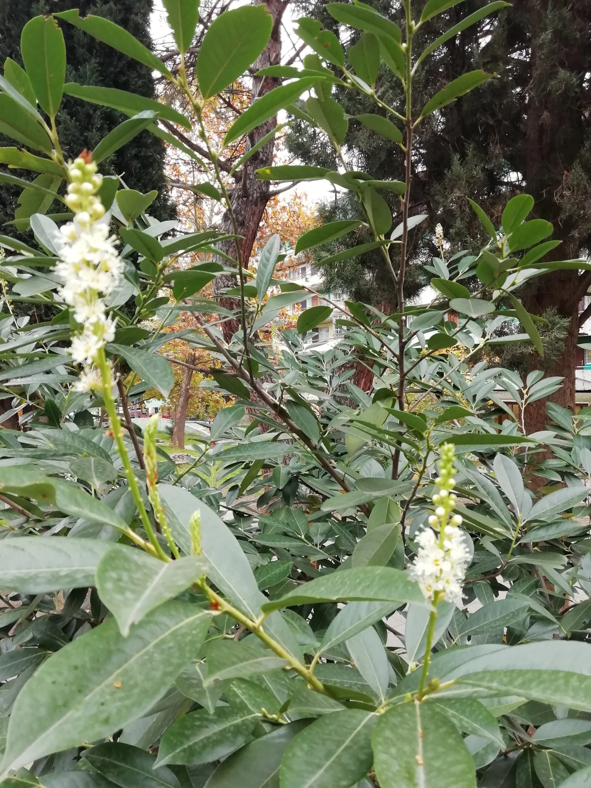 Весна в ноябре - цветёт лавровишня.
