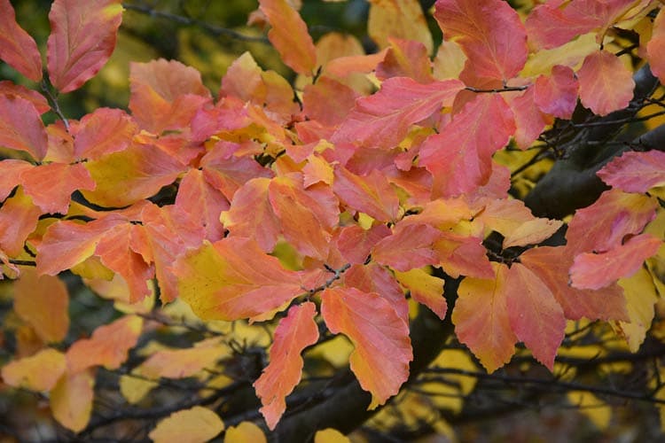 Parrotia persica 'Vanessa' (Персидское железное дерево)