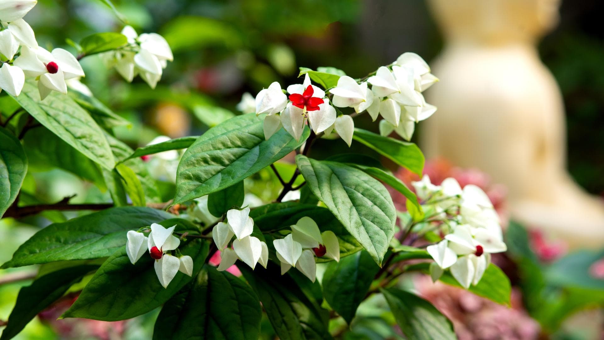 Клеродендрум Томпсона