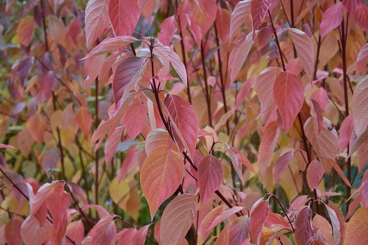 Cornus sericea 'Cardinal' (Кизил с красными веточками)