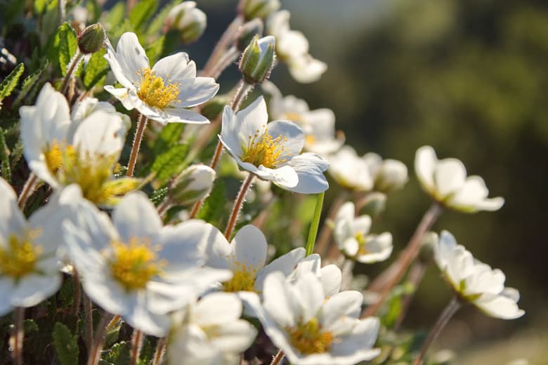 Dryas octopetala (Горный Авенс)