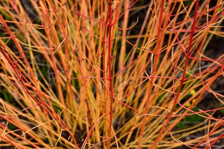 Cornus sanguinea 'Огонь середины зимы' (Кизил Кроваволистный)