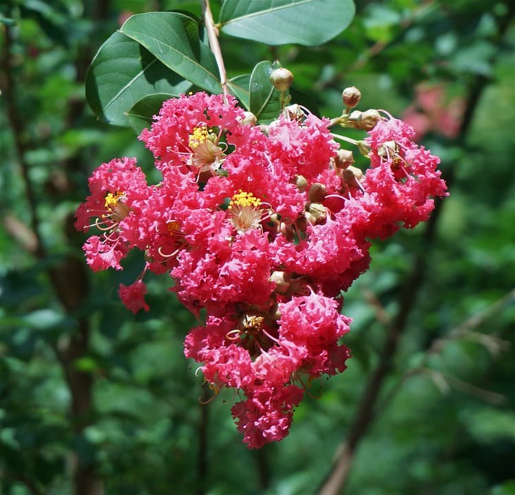 Лагерстремия "Berry Dazzle"