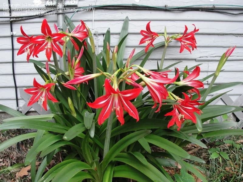 Гиппеаструм (Hippeastrum)