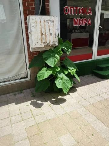 Изображения комментария