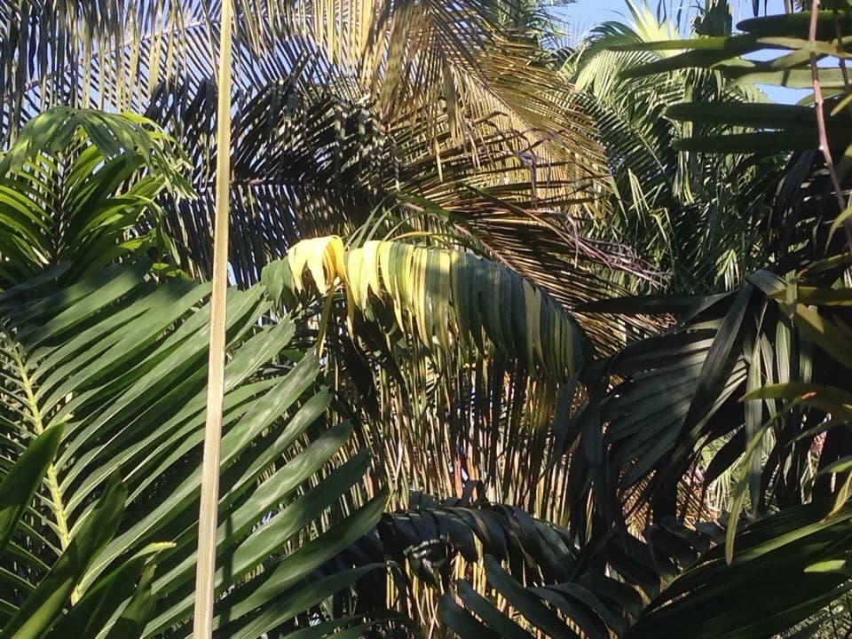 Изображения комментария