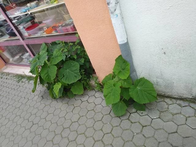 Изображения комментария