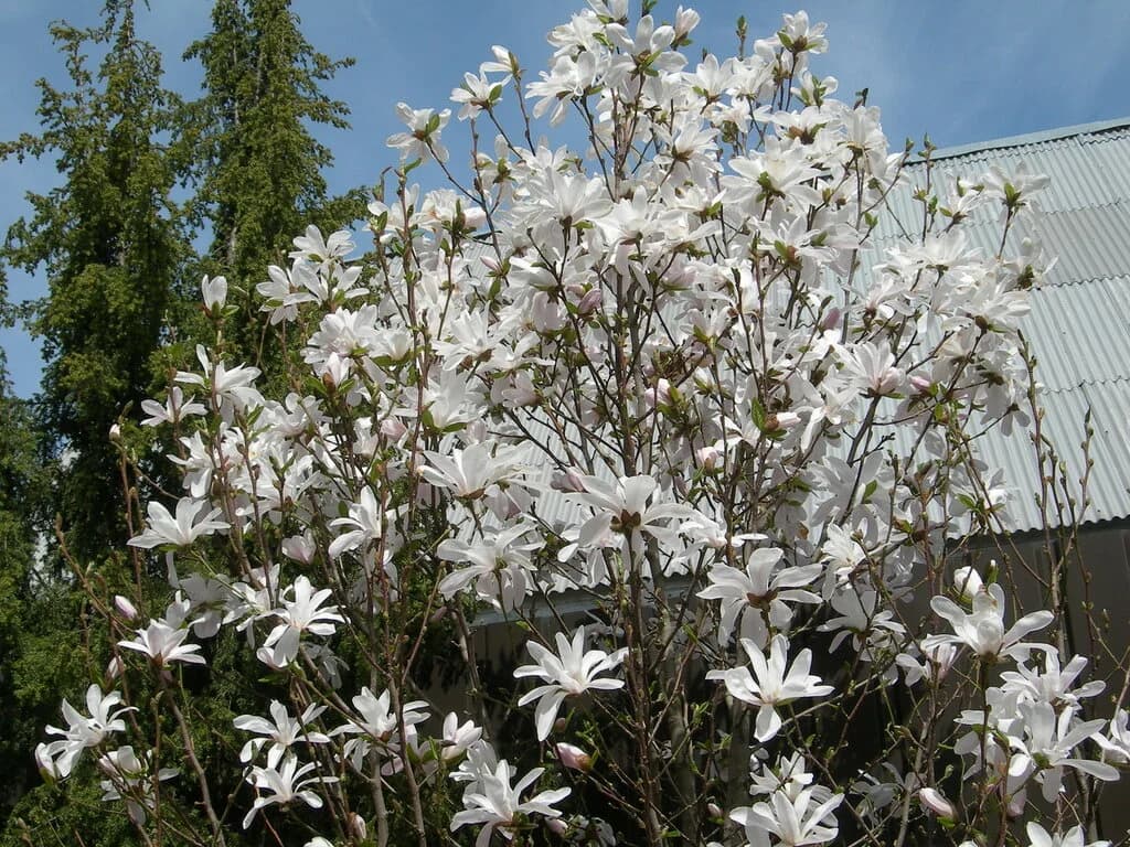 Изображения комментария