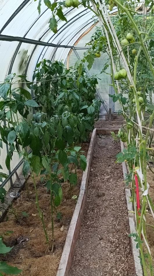 Теплица ещё работает