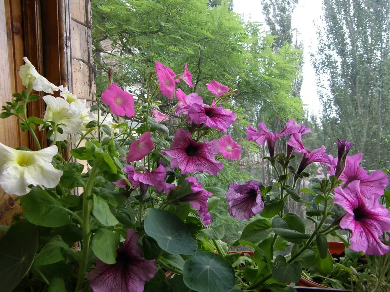 Мои балконные цветочки