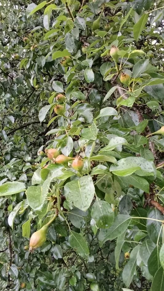 Груша обыкновенная (Pyrus communis)