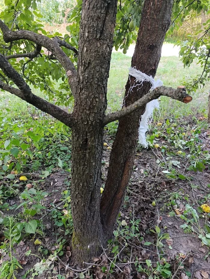 Груша с двумя характерами