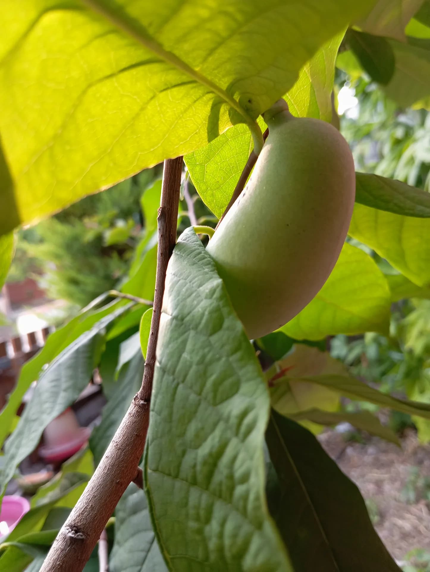 Азимина трёхлопастная (Pawpaw)
