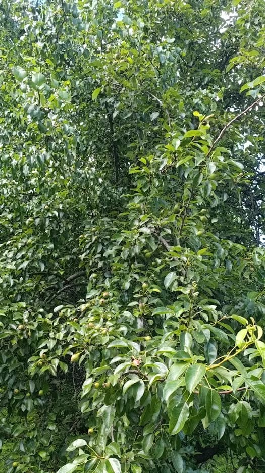Груша обыкновенная (Pyrus communis)