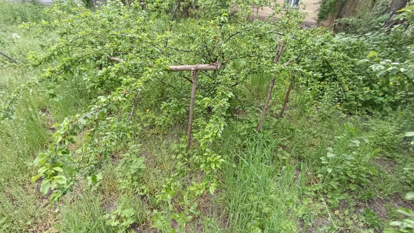 Алыча (Prunus cerasifera), сорт неизвестен