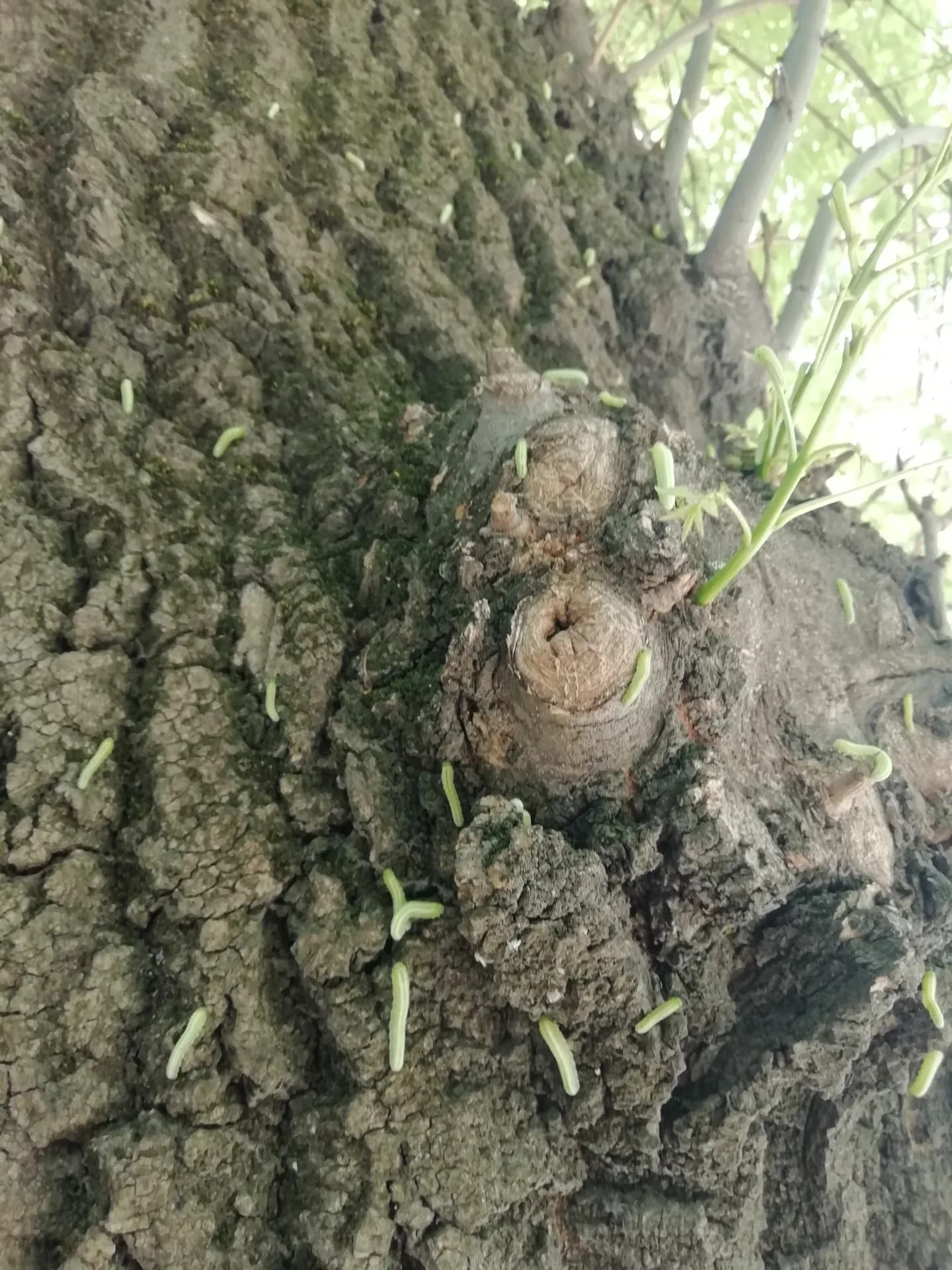 Ежегодное нашествие гусениц.