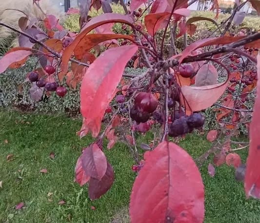 Райские яблочки, которые оказались не очень райскими