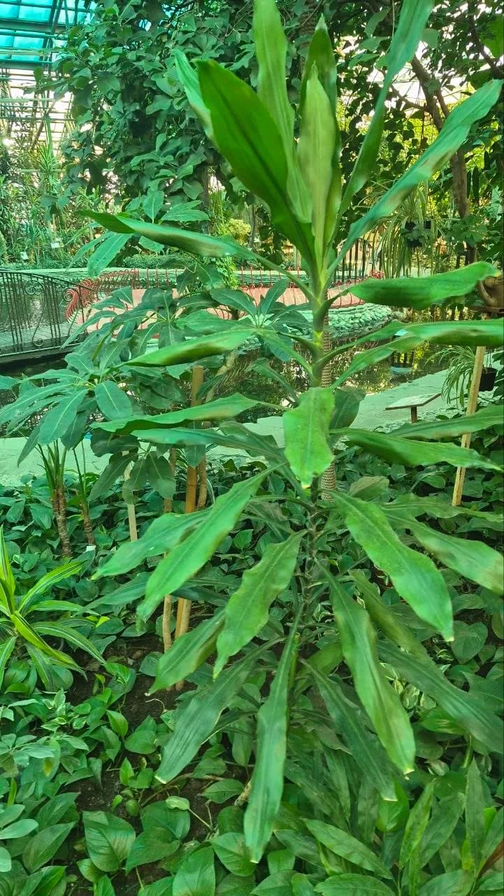 Куркума домашняя - растение, из которого делают пряность
