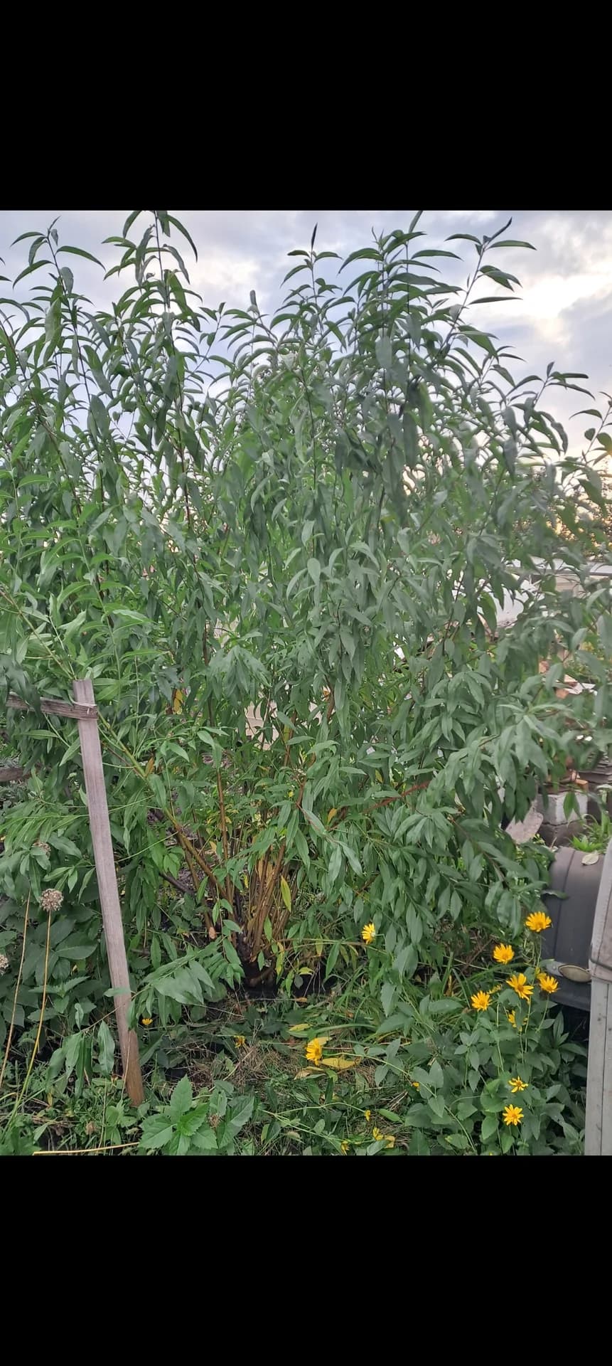 Вот и пришло время, для обрезки моего персикового куста.